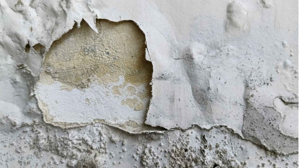 Peeling paint and water-damaged wall showing one of the common signs of mold in house caused by trapped moisture.