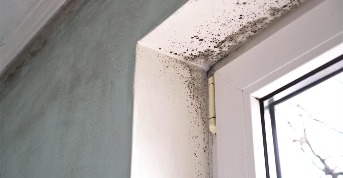 10 Warning Signs You May Have Mold in Your House