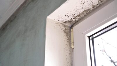 Visible signs of mold in house around an interior window frame caused by excess moisture and condensation.