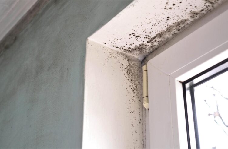 10 Warning Signs You May Have Mold in Your House
