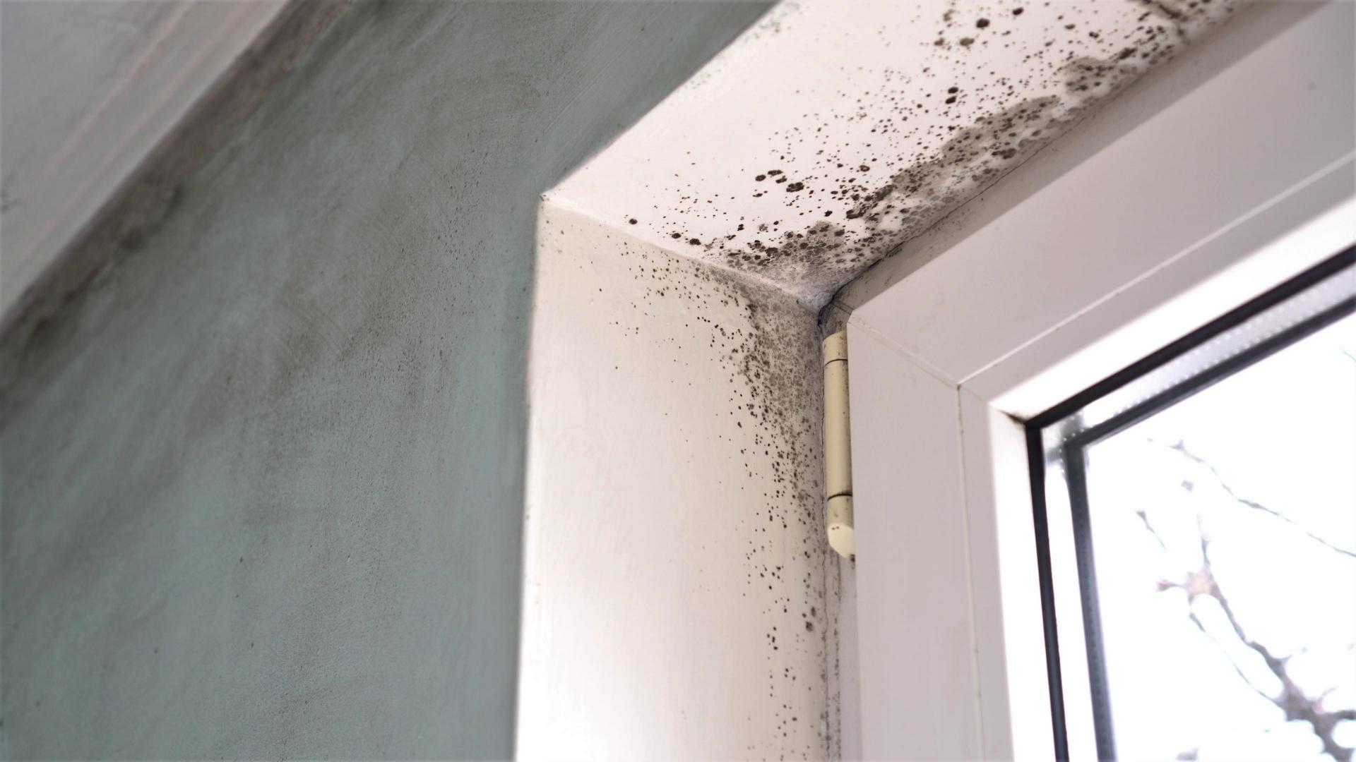 10 Warning Signs You May Have Mold in Your House