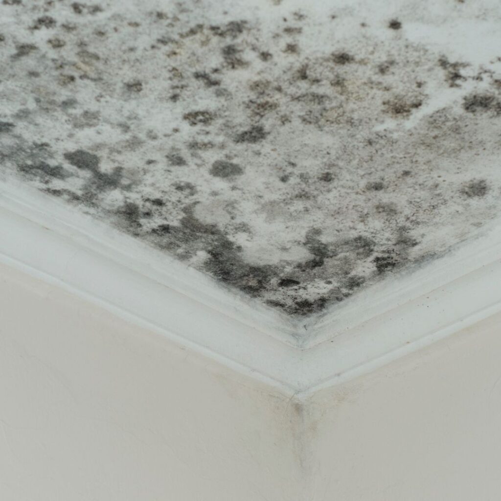 Dark mold growth spreading across a ceiling, raising the question of whether black mold is dangerous in a home.